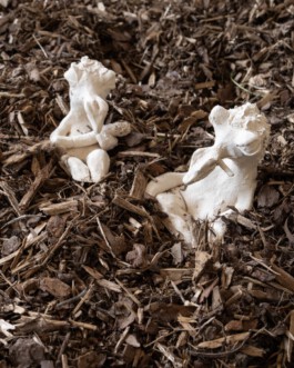 ﾌ乇刀刀ﾘ ズﾑ丂ｱ乇尺